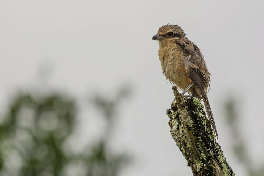 Фото Funky Leopard Safari Lodge Bordering Yala National Park - Hostel