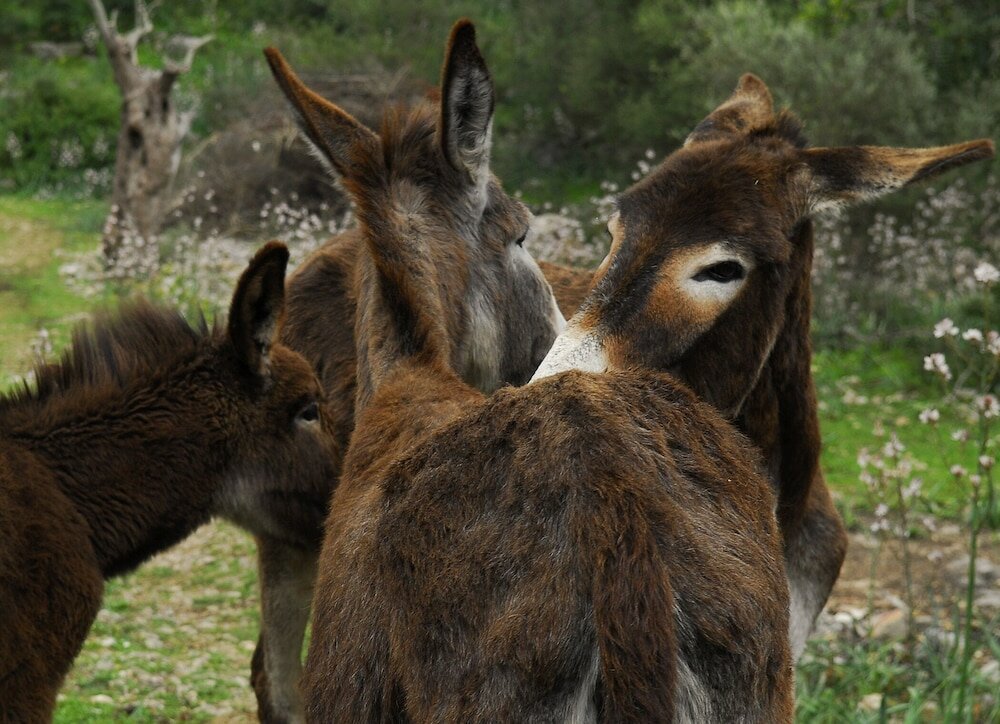 Фото Alaró Natura Rural Suites