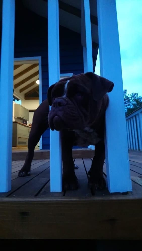 Фото Tiny House Garden - Praia Grande - Sc