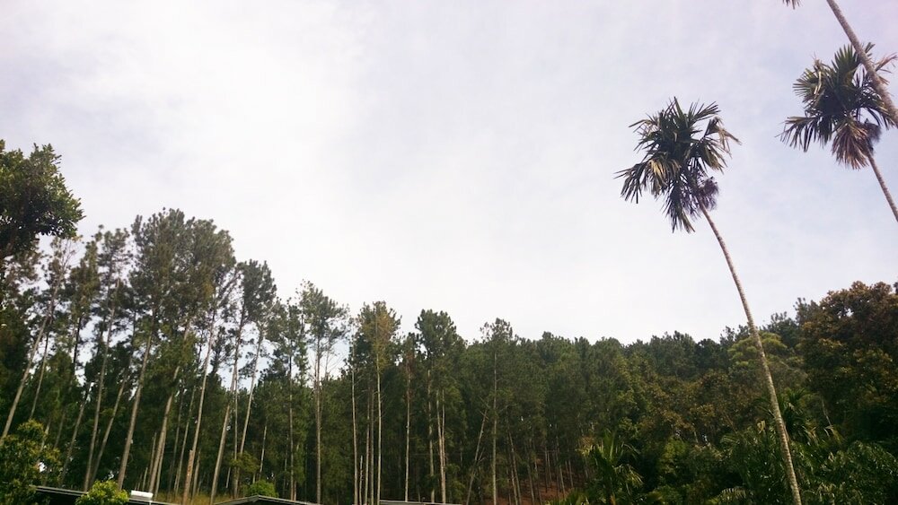 Фото Misty Elegance Ella