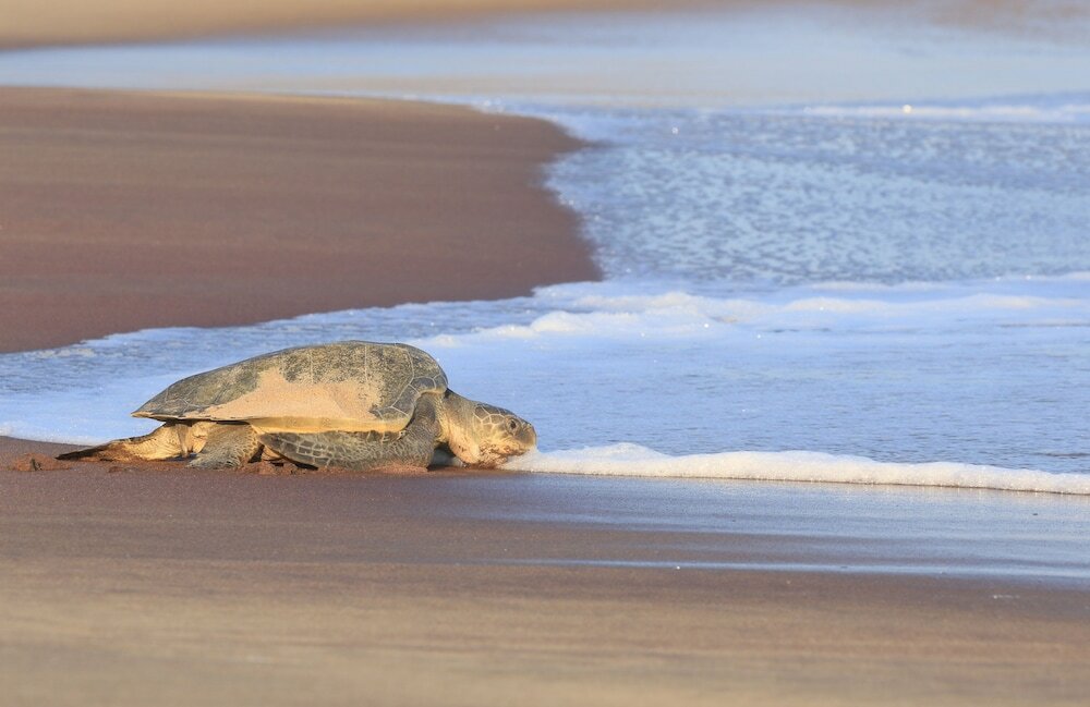 Фото Jetwing Yala