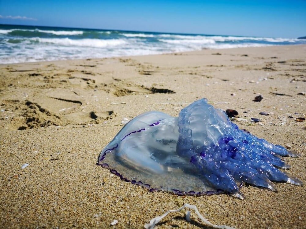 Фото Weißer Schwan