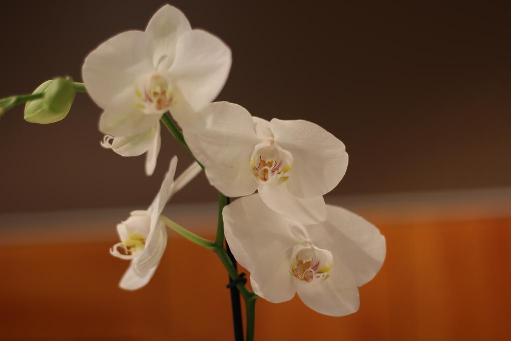 Фото Best Western Quartier Latin Pantheon