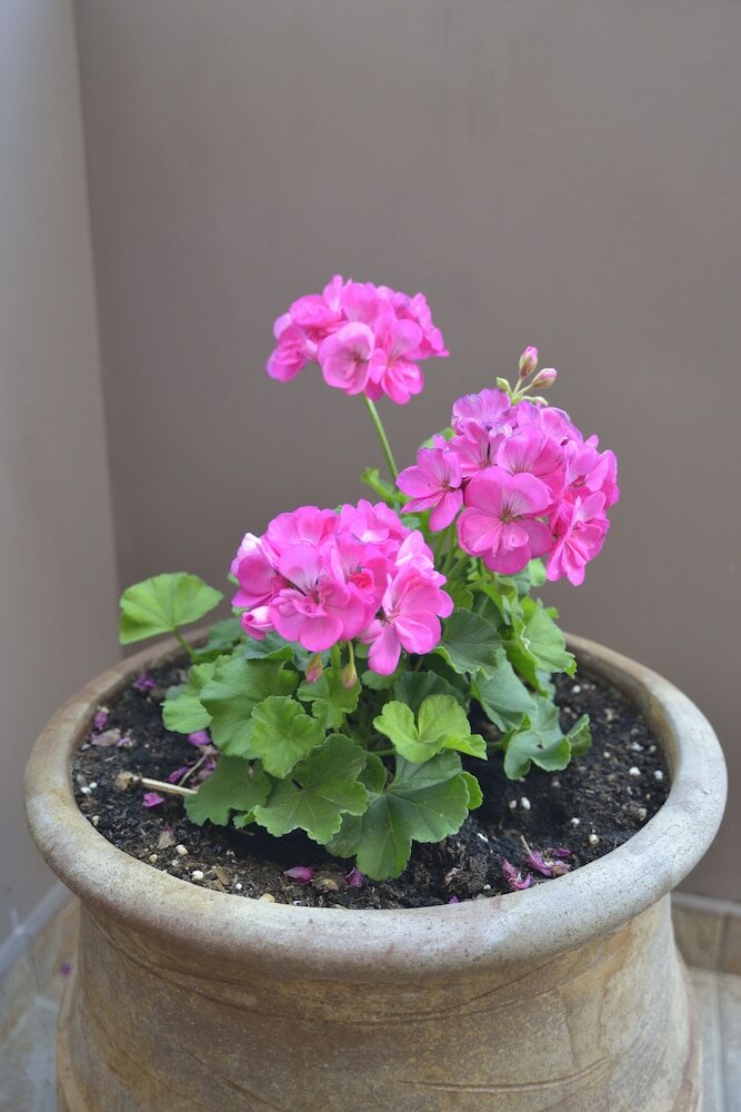 Фото Katerina Apartments 1