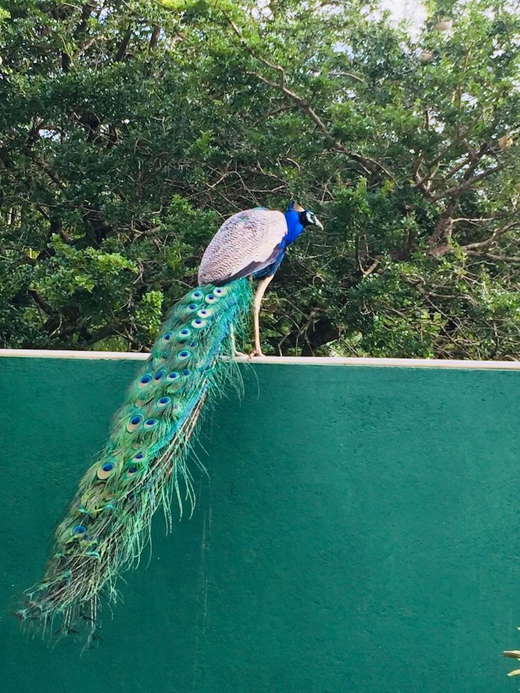 Фото Saman Resort