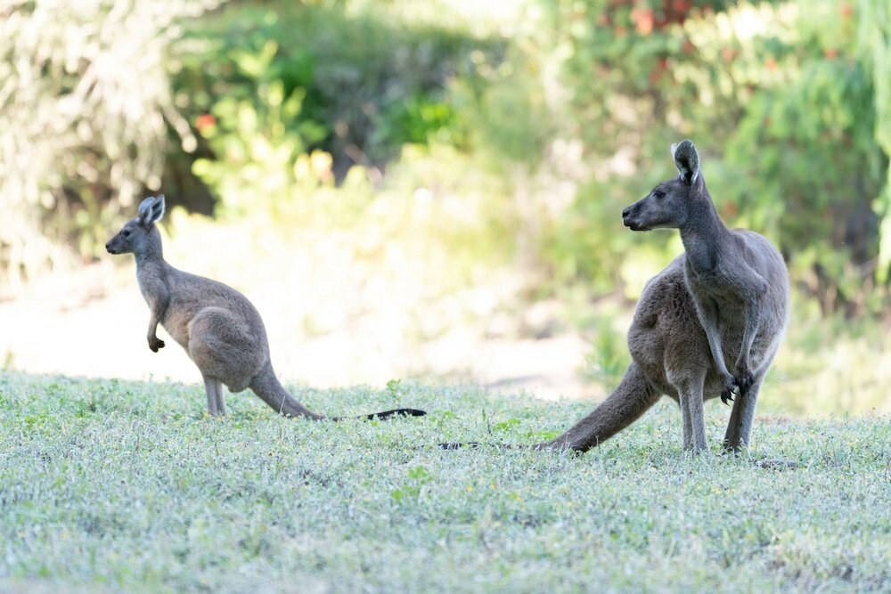 Фото Noble River Estate
