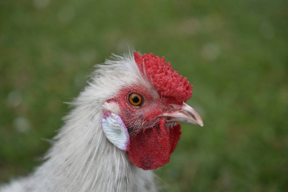 Фото Gold Coast Tree Houses
