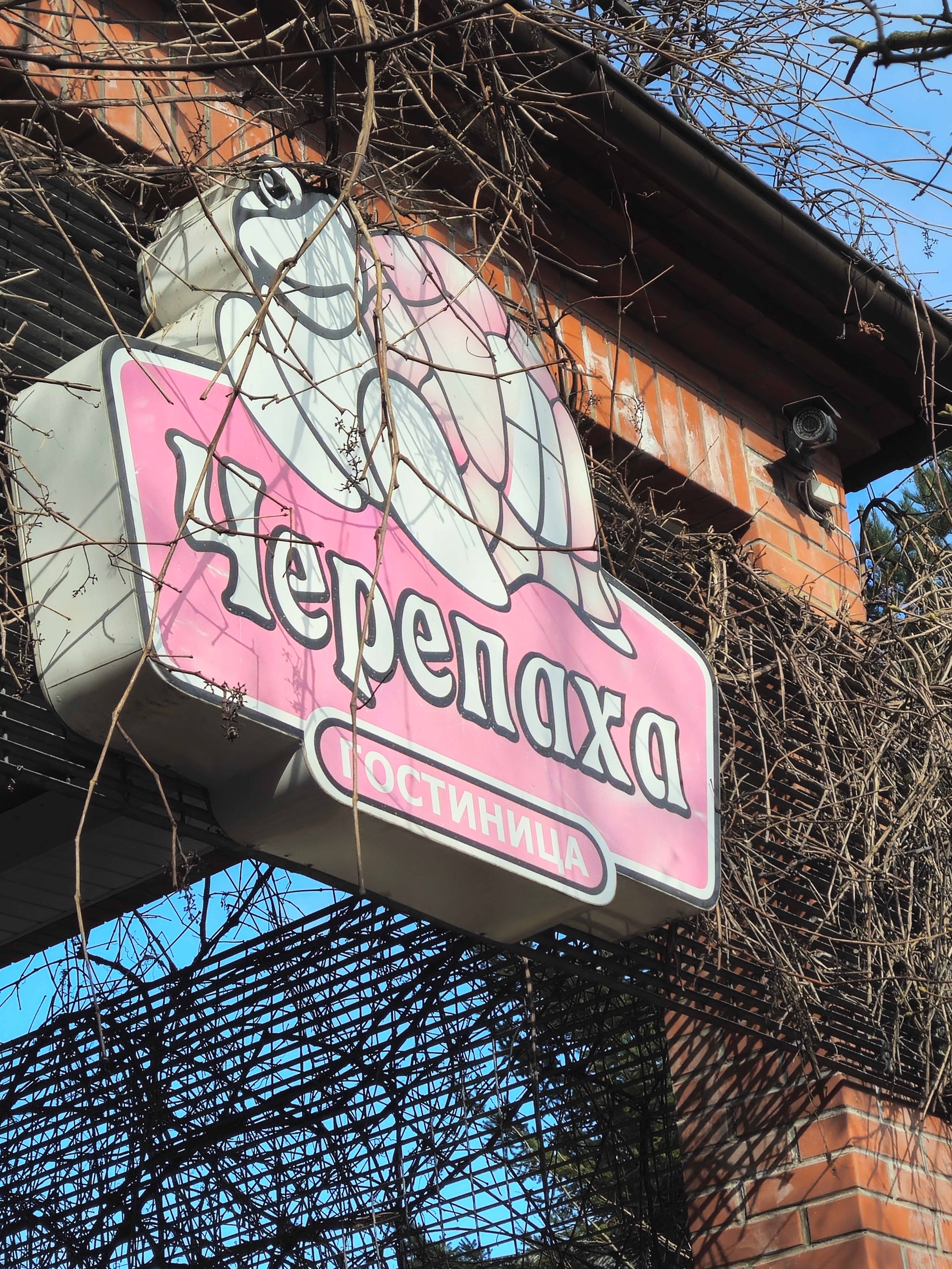 Фото Черепаха