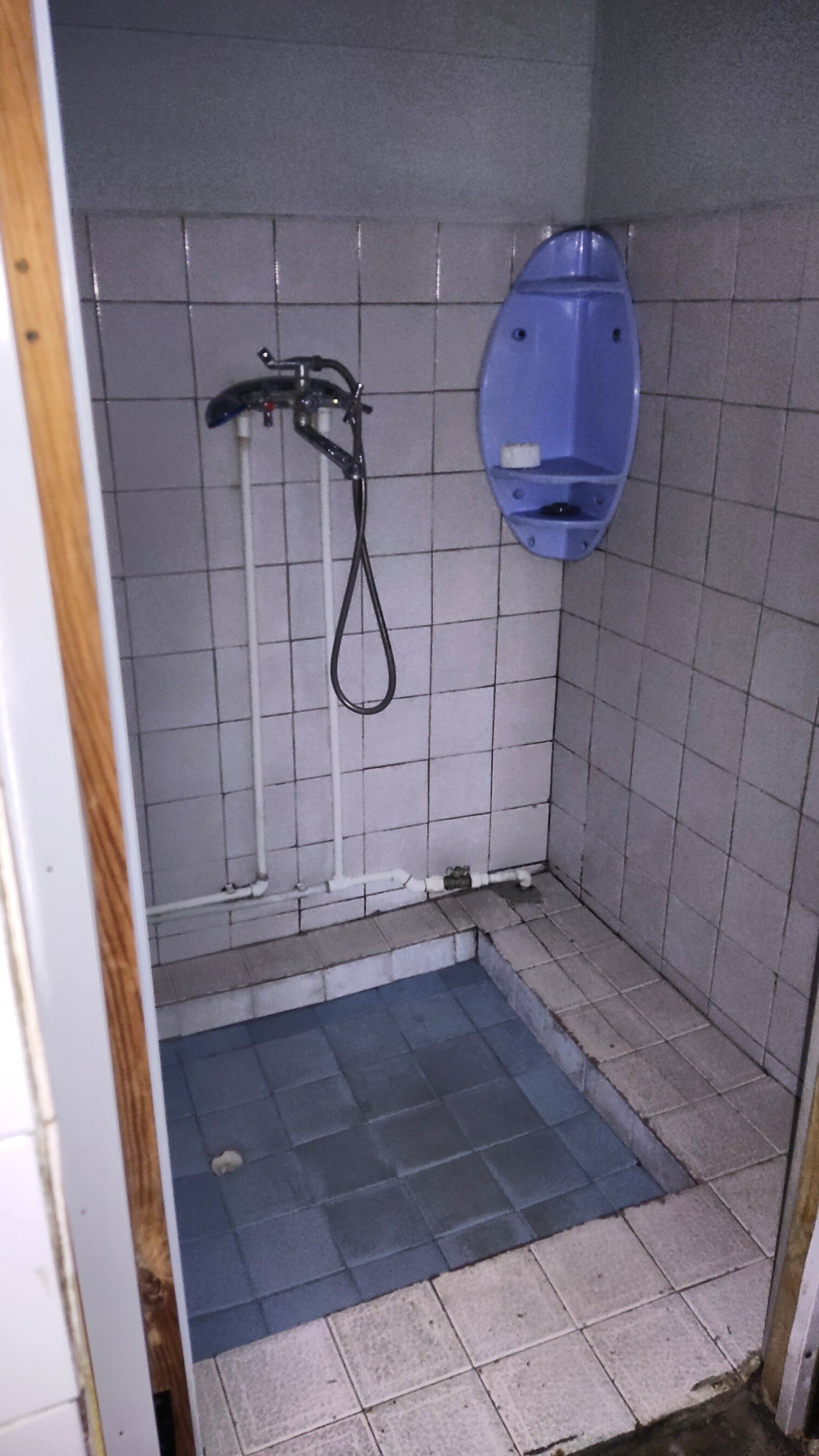 Фото Базилик