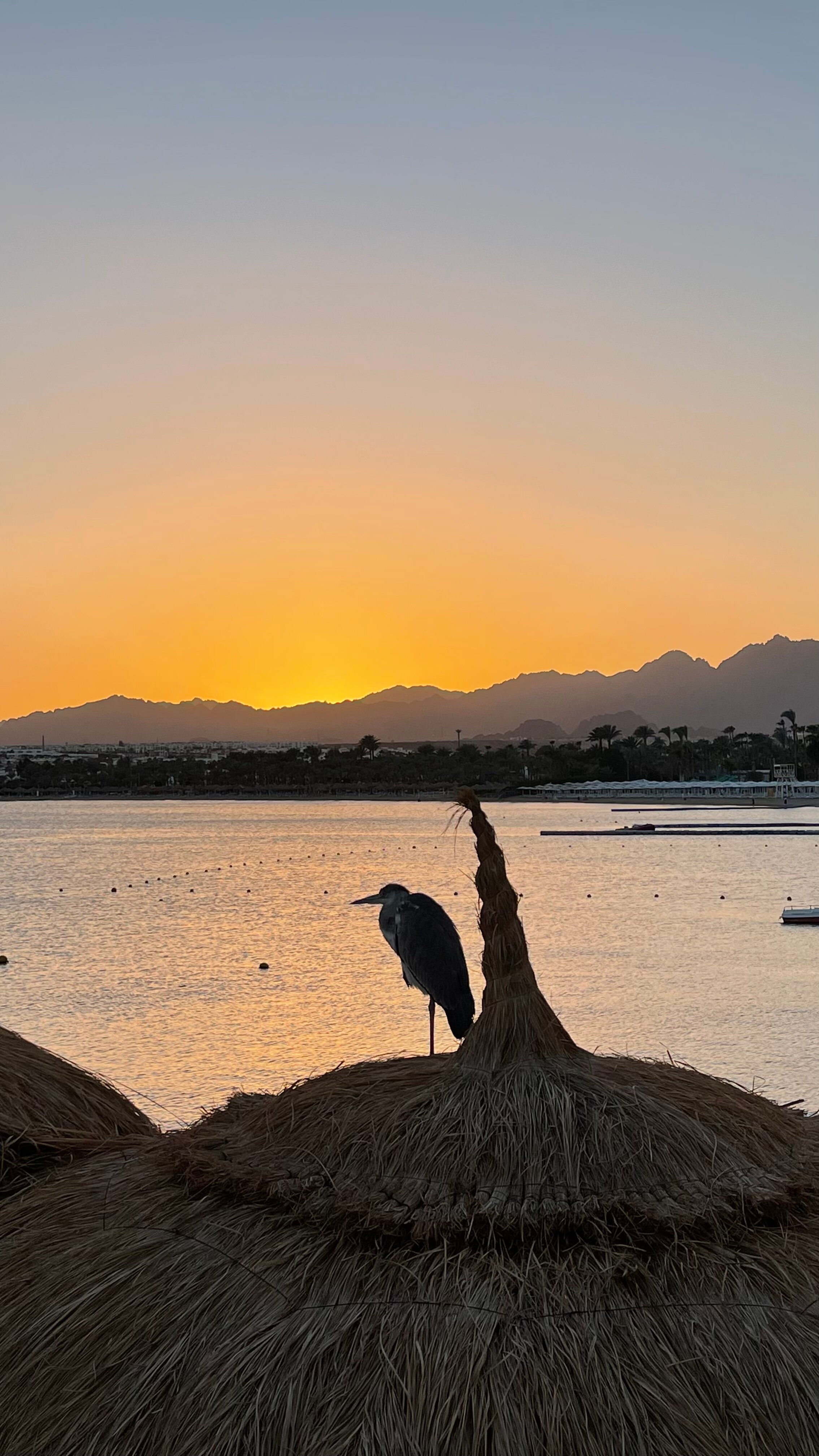 Фото Jaz Sharm Dreams