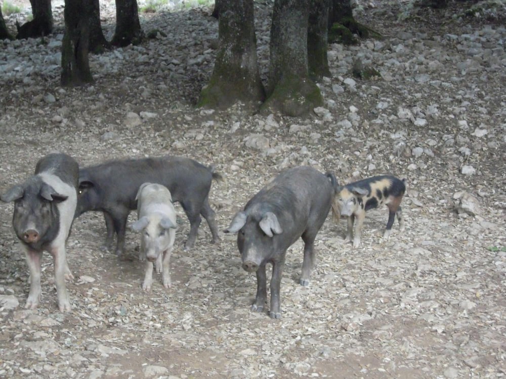 Фото Agriturismo Camisadu