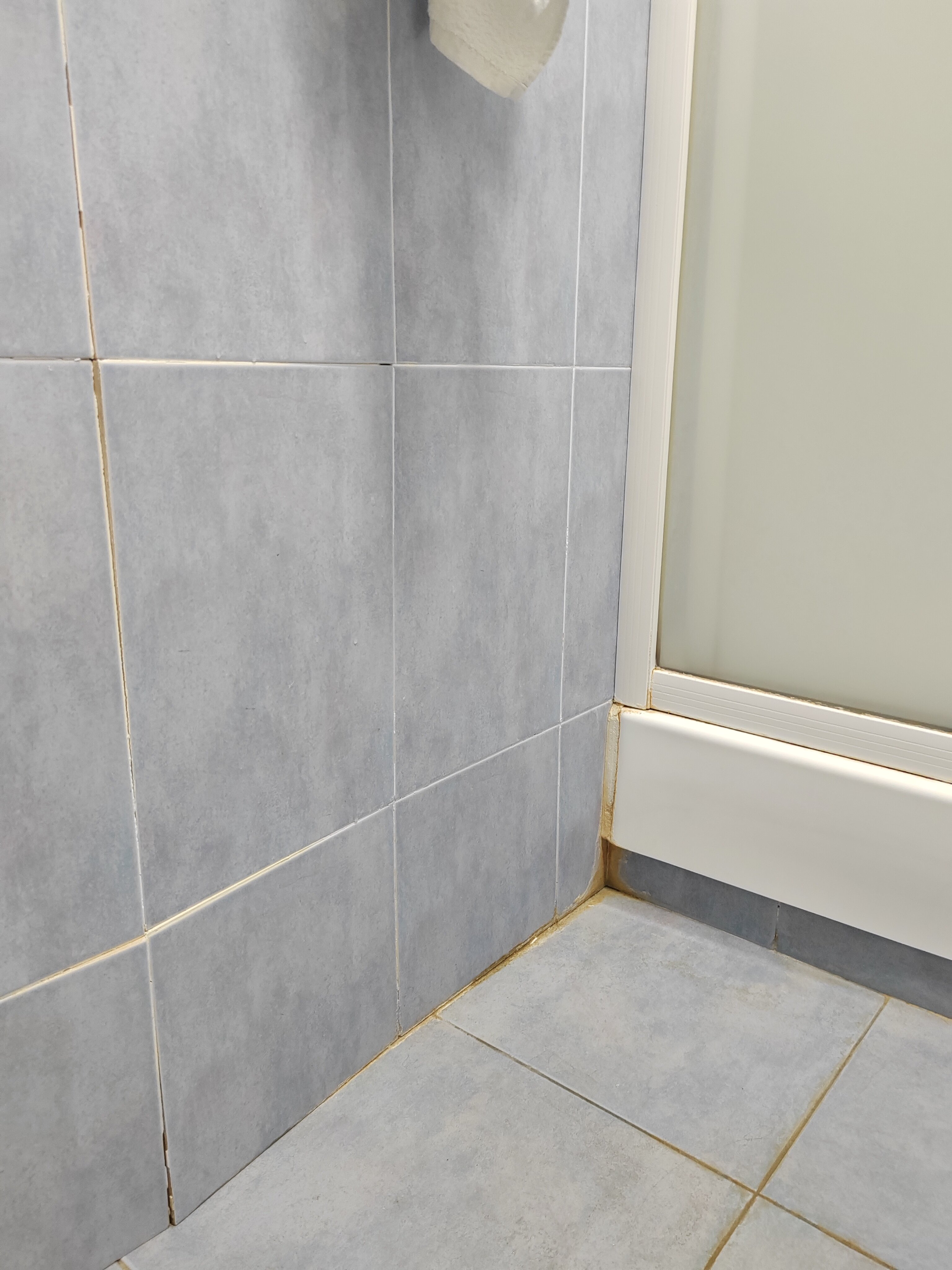 Фото Тюльпан