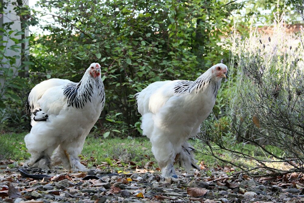 Фото Auberge de Provence