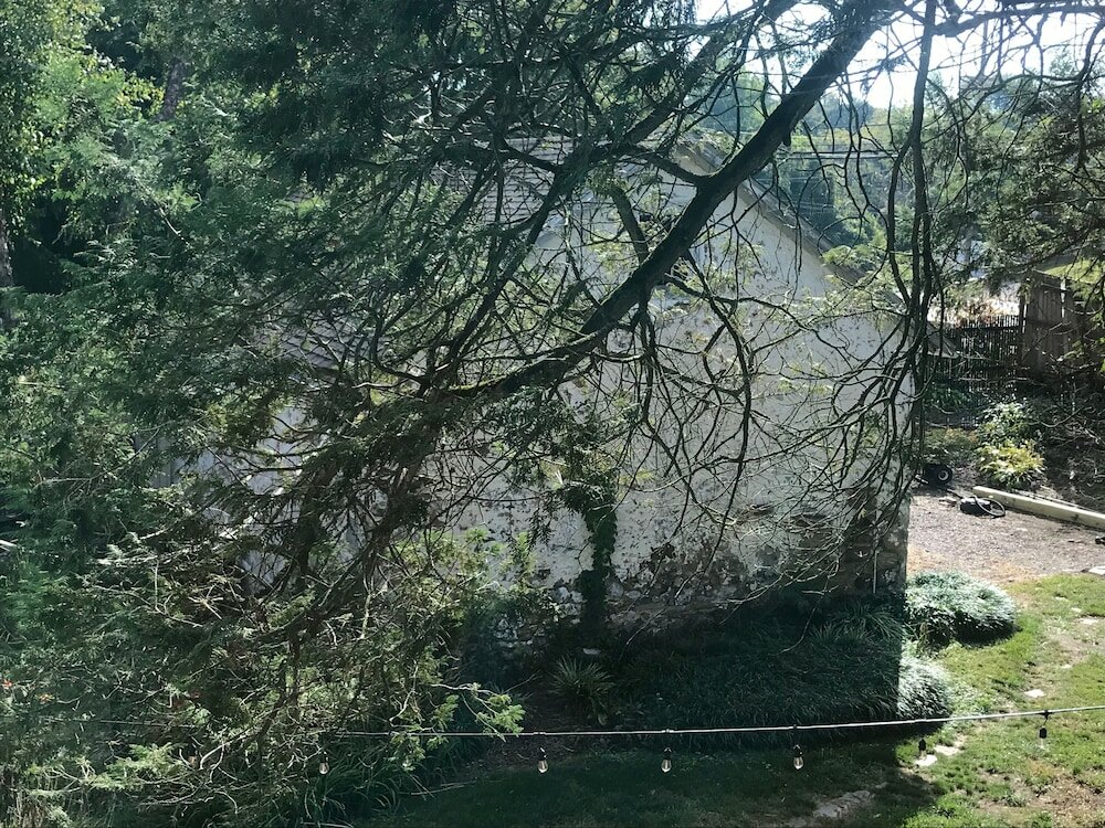 Фото Wild Wisteria