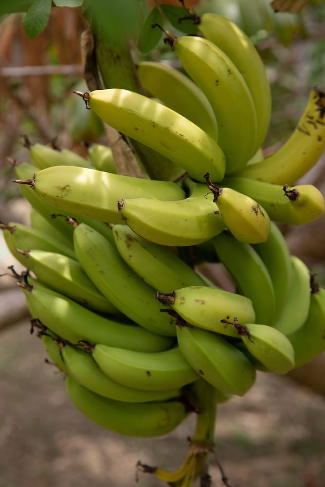 Фото Icis Villas