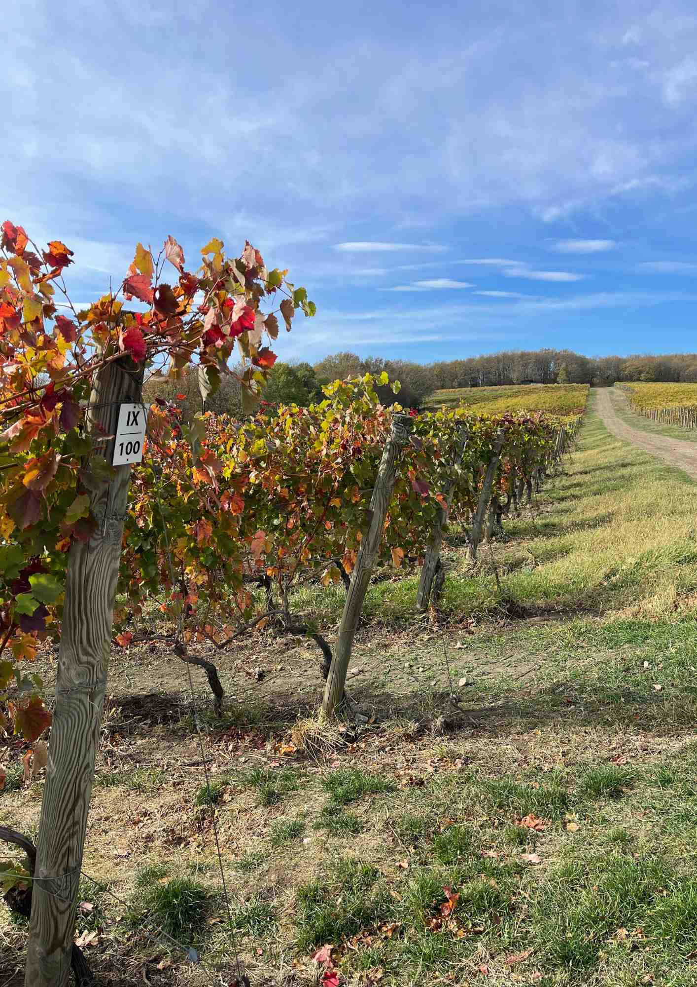 Фото Собер Дача