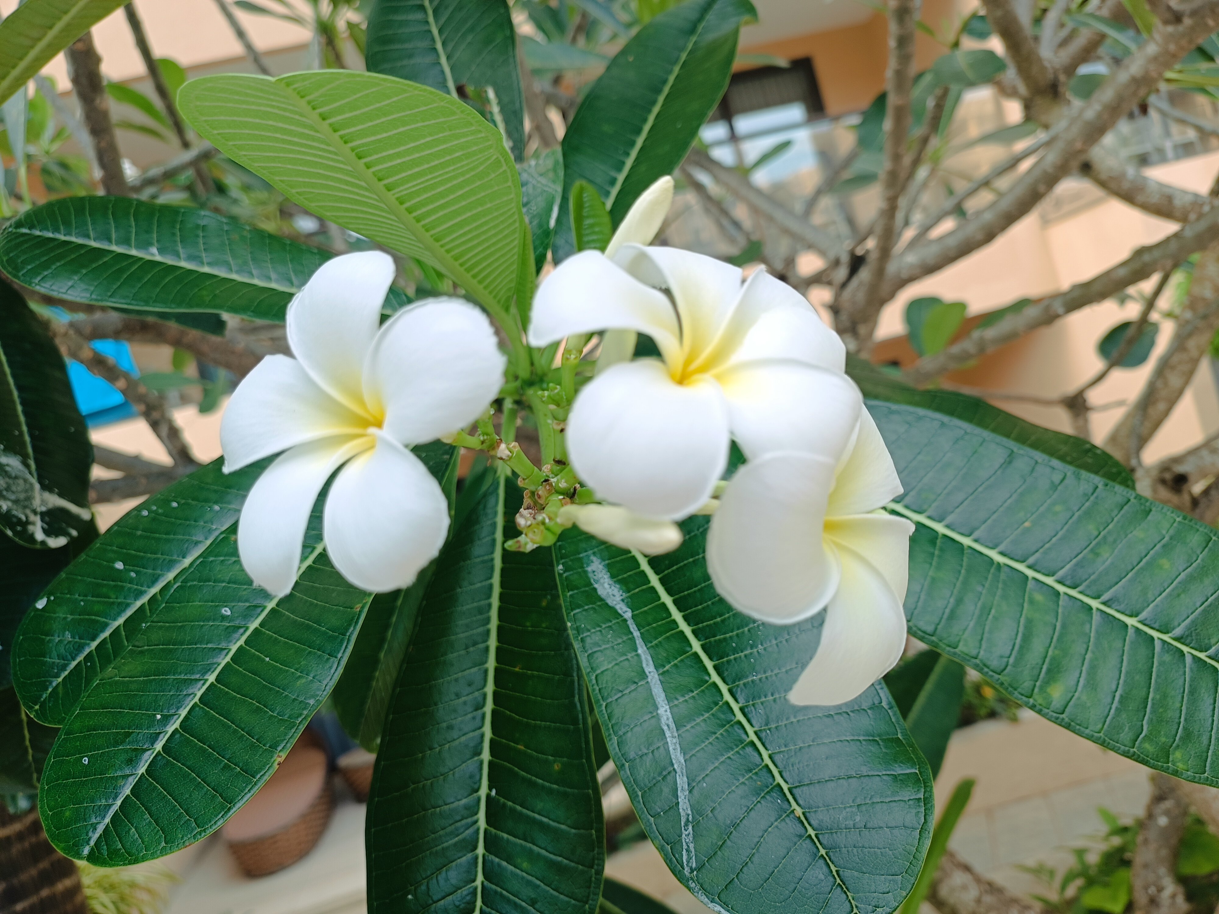 Фото Pamookkoo Resort