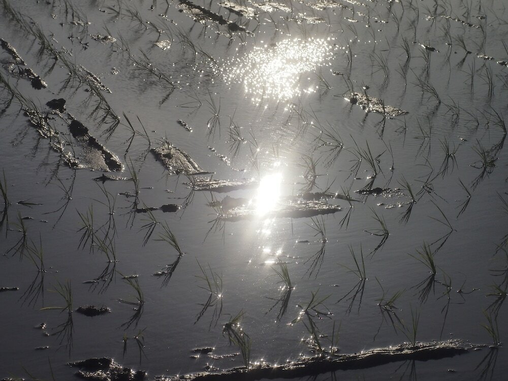 Фото Bishamon House