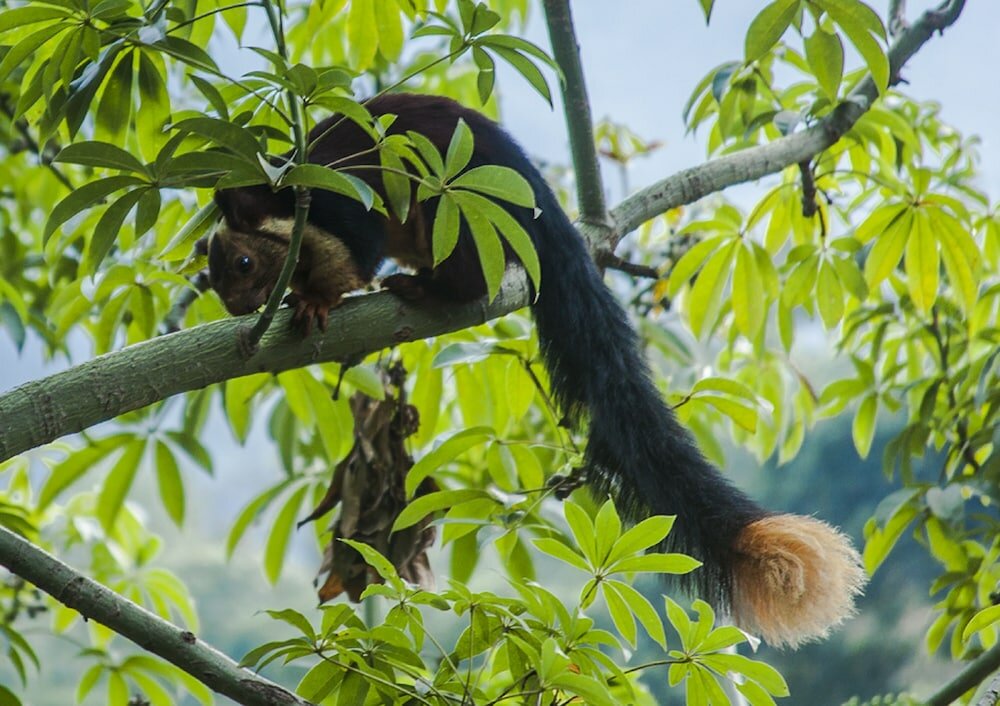 Фото Kurumba Village Resort – Nature Resorts, Nilgiris, India