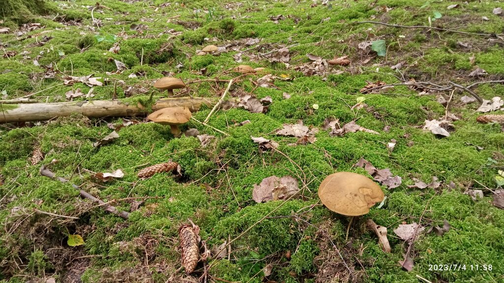 Woodland Orliniy Forest, Kaliningrad Oblast, photo