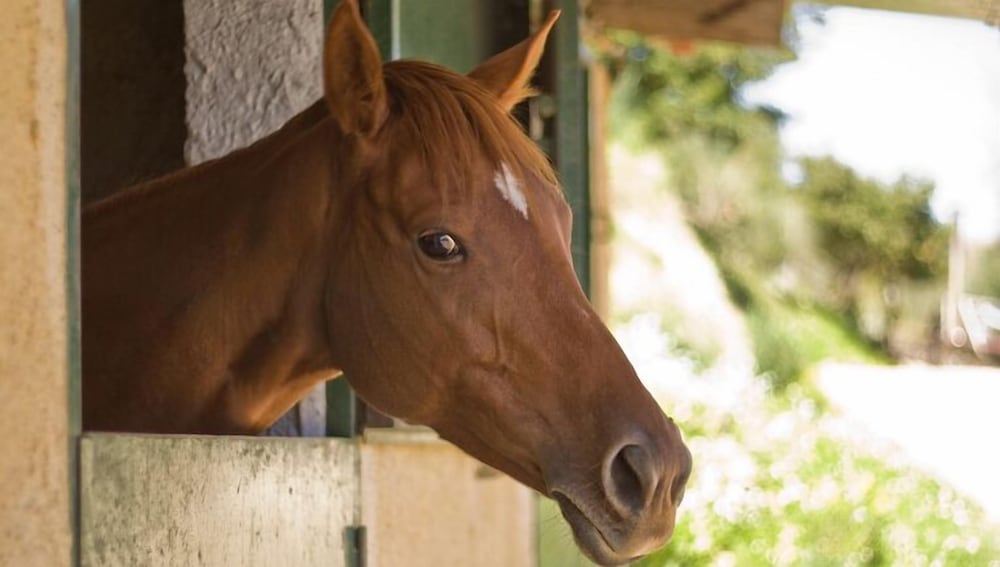 Фото Tenuta di Roccadia