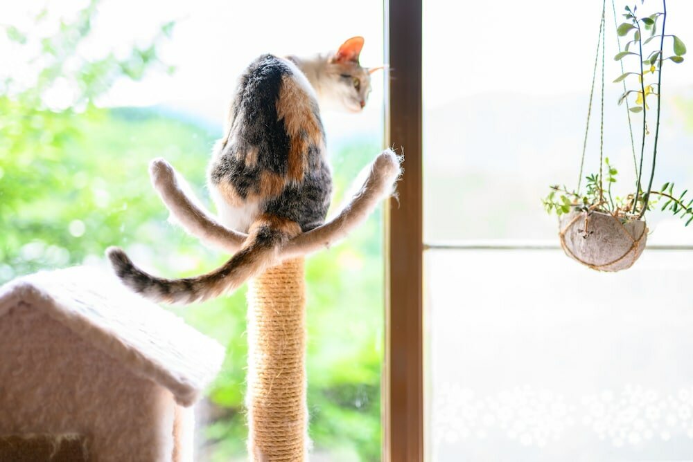 Фото Yufuin Waraneko no Yado