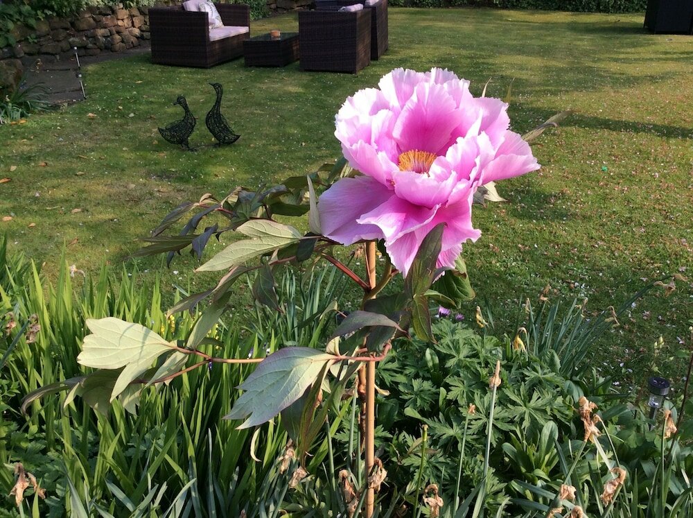 Фото Willow Cottage