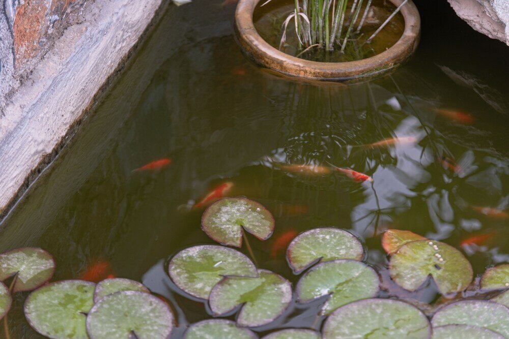 Фото Villa Blue Vedere