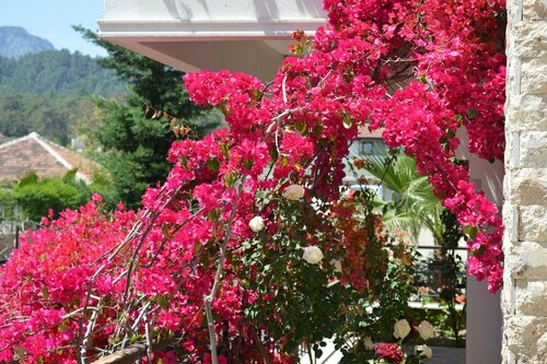 Апартаменты Sultan Homes Garden в Кемере