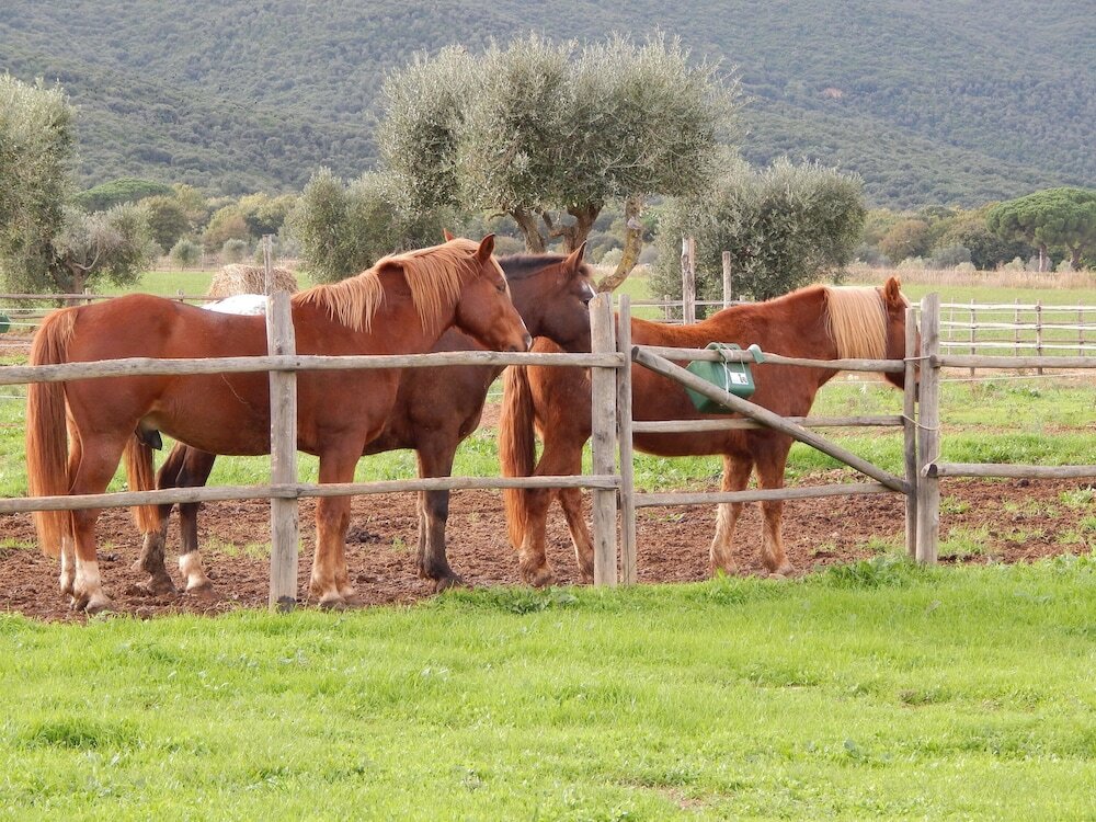 Фото Tenuta Uccellina
