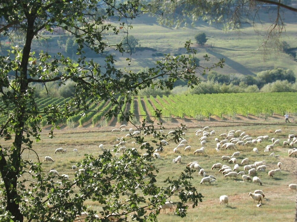 Фото Tenuta Santa Cristina