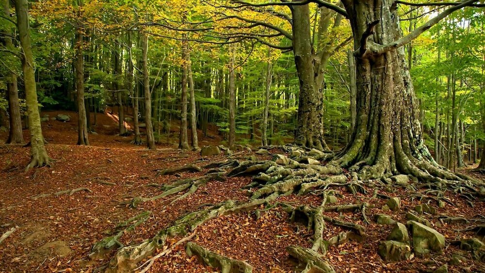 Фото Hostal Montsoliu