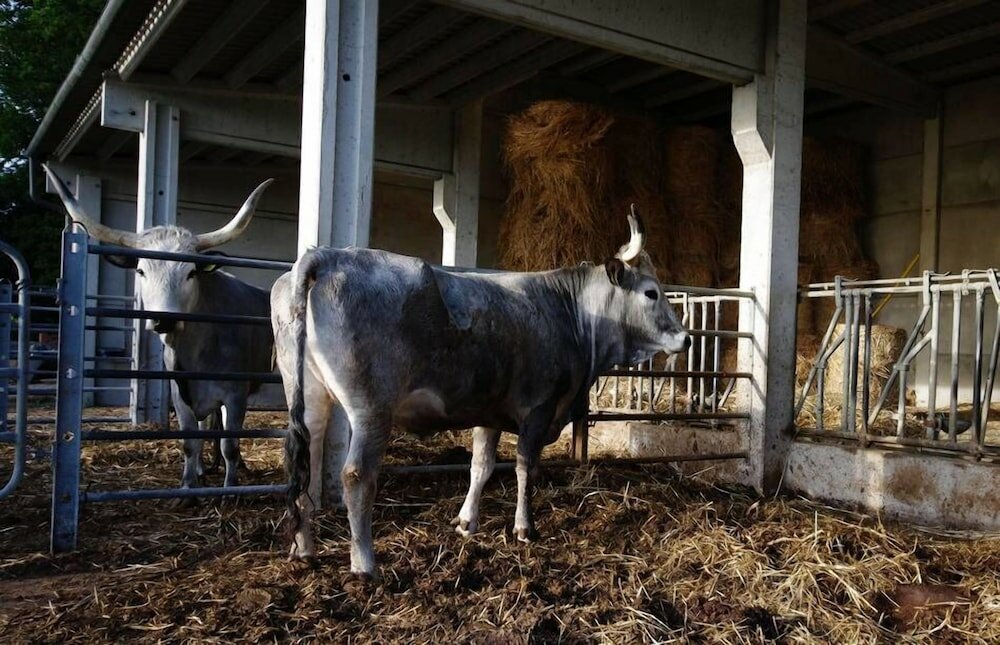 Фото Agriturismo La Poderina e Gli Olmi