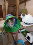 Общественная организация приют для животных (Avtoparkoviy Drive, 20), refugio de animales