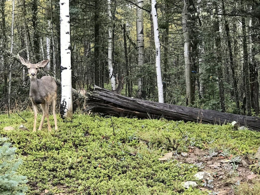 Фото Alpine Gardens