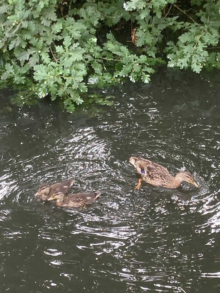 Фото Crown and Anchor