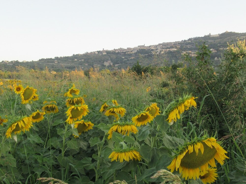 Фото Country House Podere Casorbica