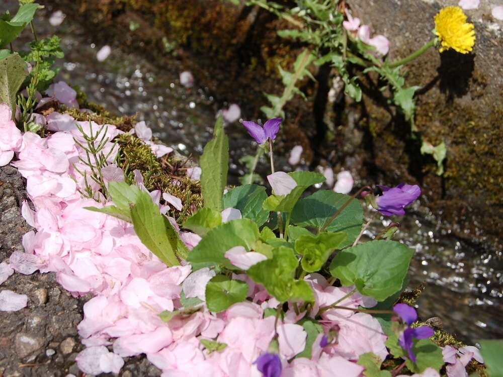 Фото Onsen Pension Hanasakiyama