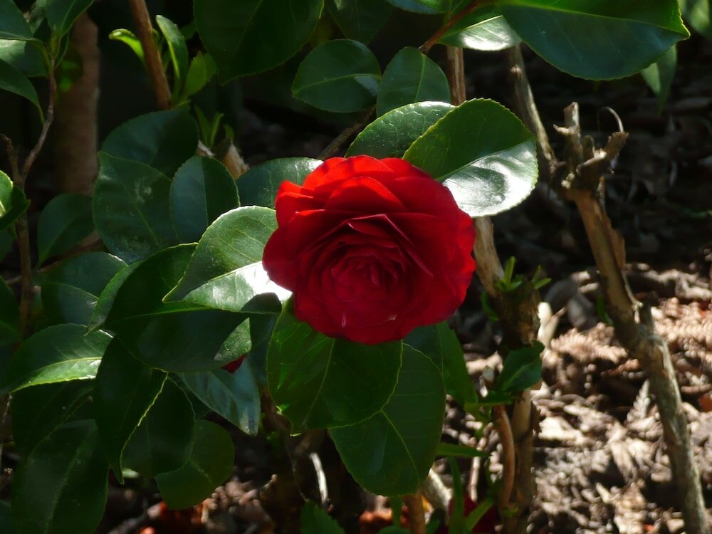 Фото Kershaw House Boutique Accommodation