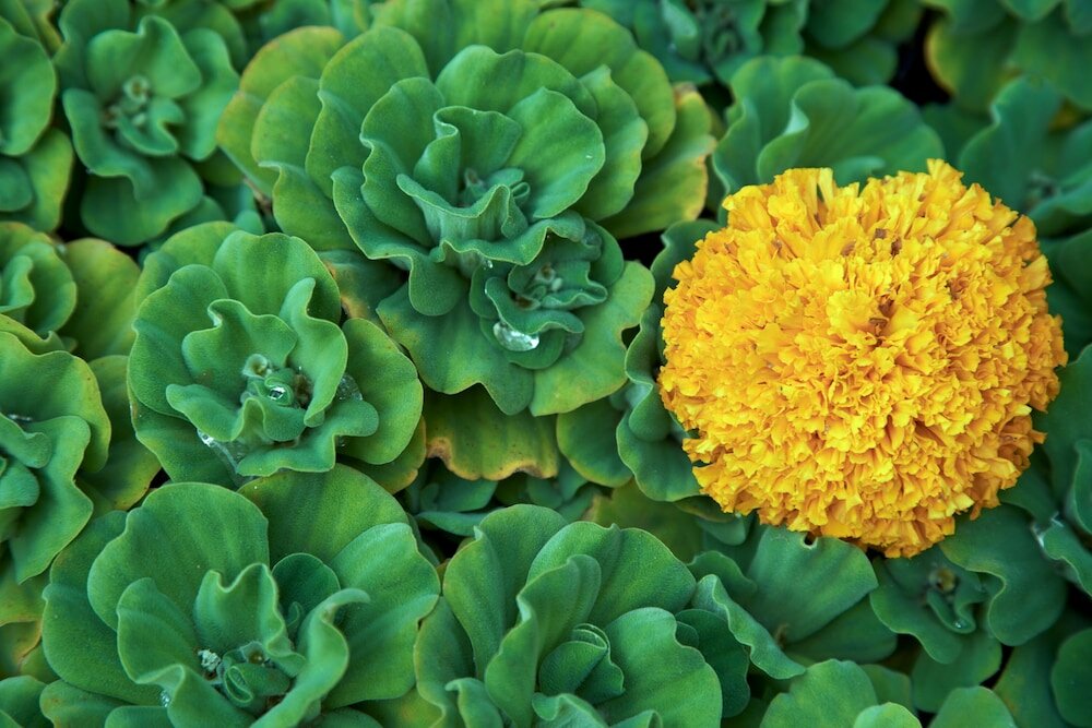 Фото Komaneka at Bisma