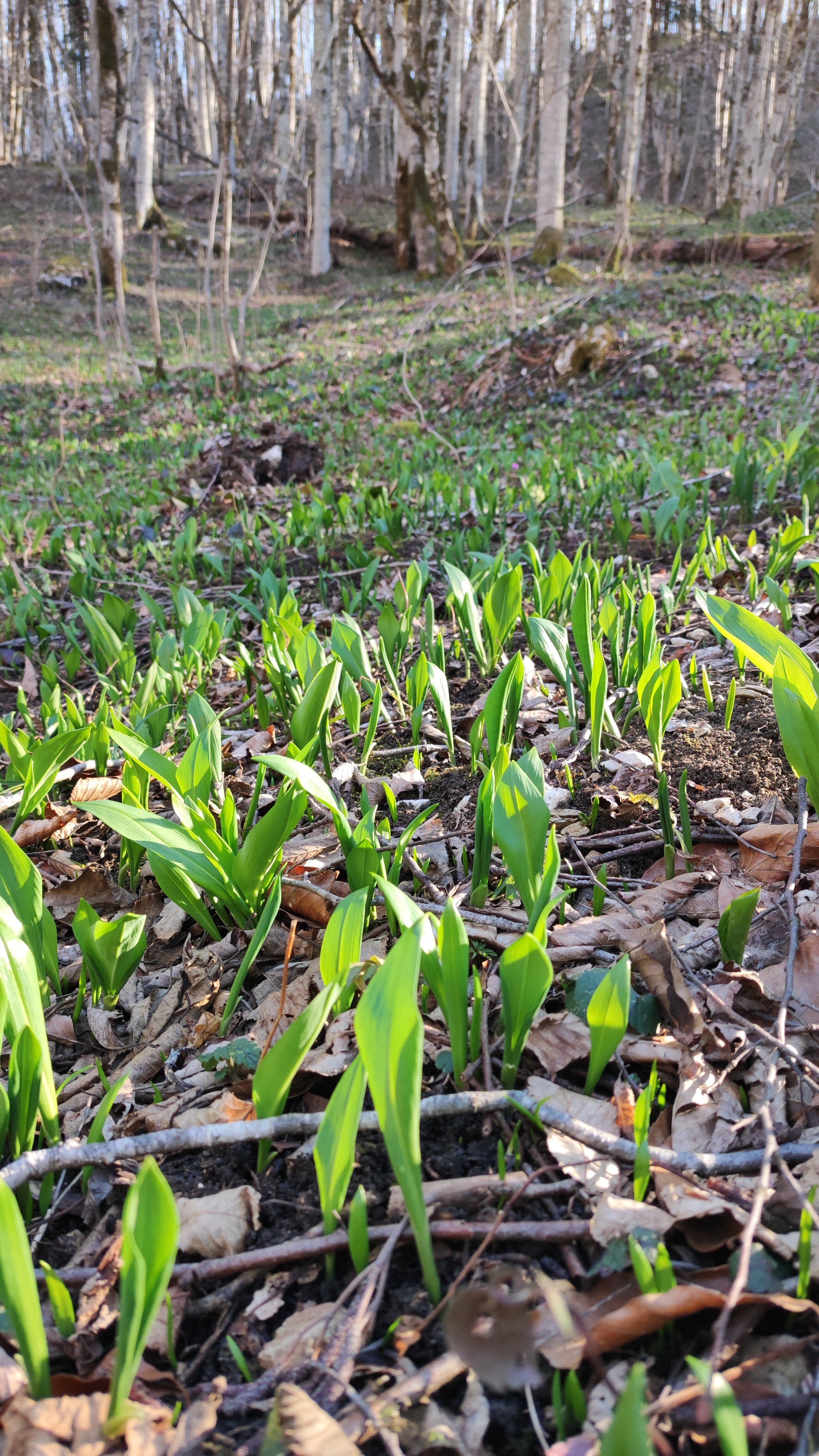 Фото Мезмай Мезон