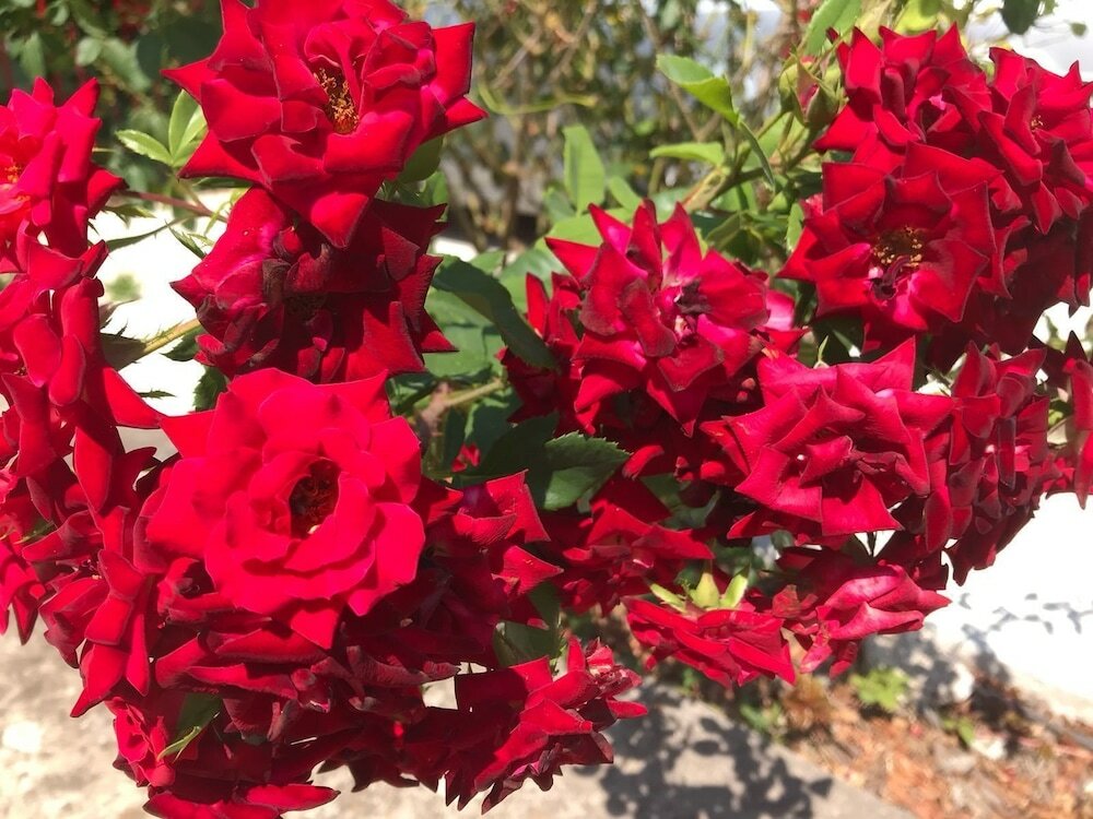 Фото Sreser Dubrovnik Apartments Urlic