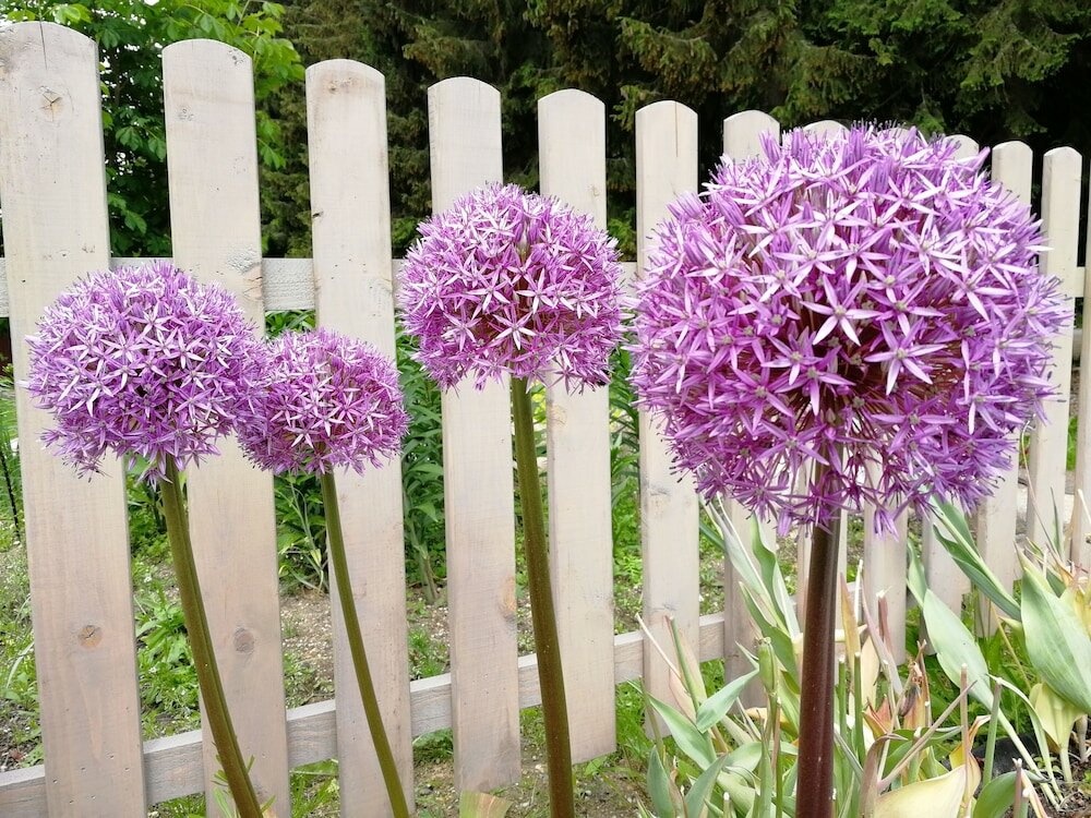 Фото Penzion Bílá voda