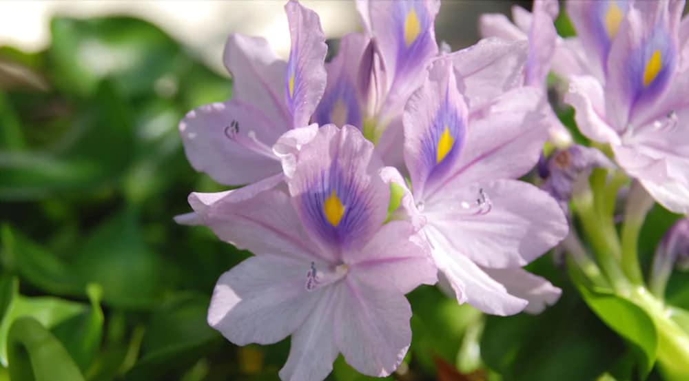 Фото Hotel Schwarzwälder Hof