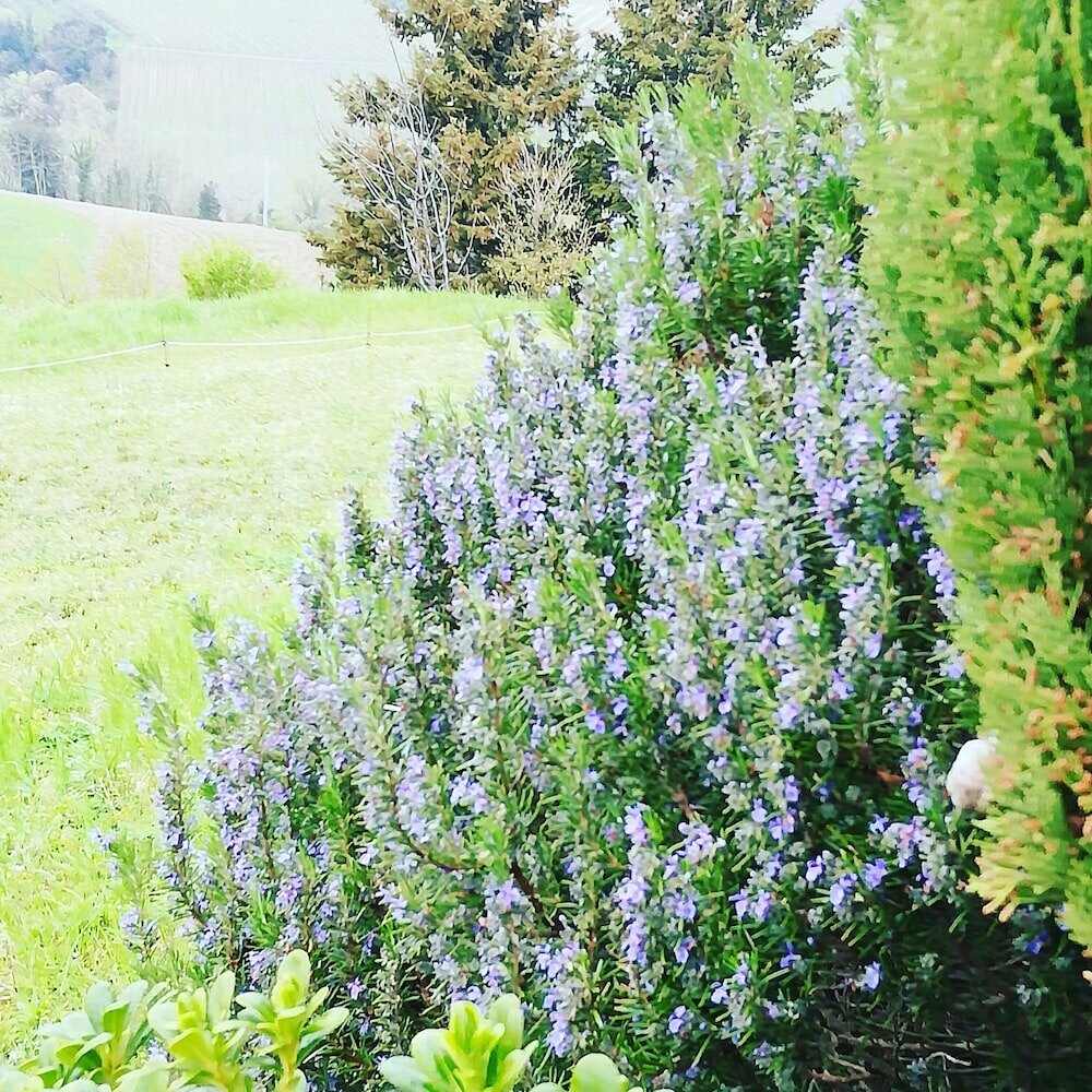 Фото Agriturismo Le Rote