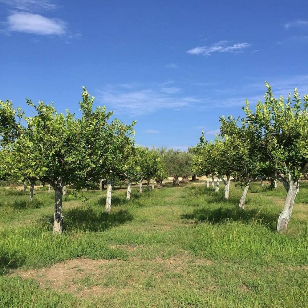 Фото Iuta Glamping & Farm