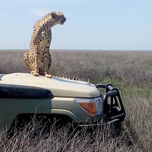 Гостиница Nyikani Camp- Central Serengeti