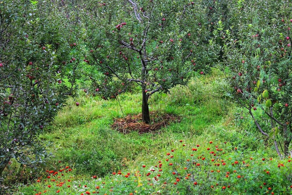 Фото Stonedage Tosh