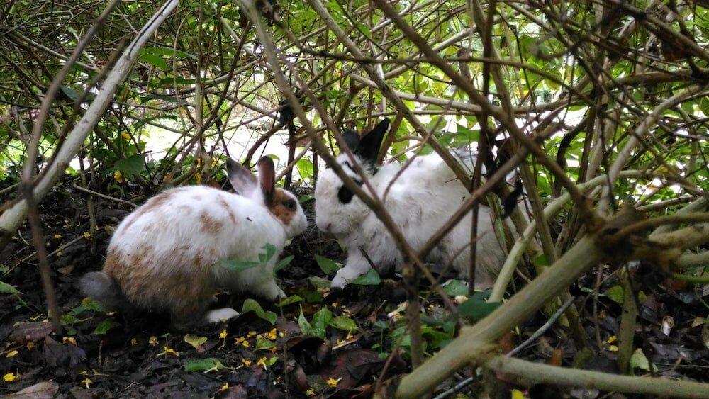 Фото Lily Village