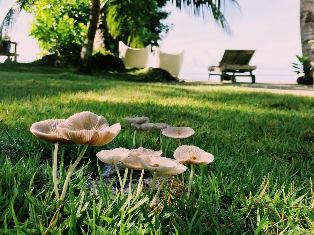 Фото Ngellil Nature Island Resort